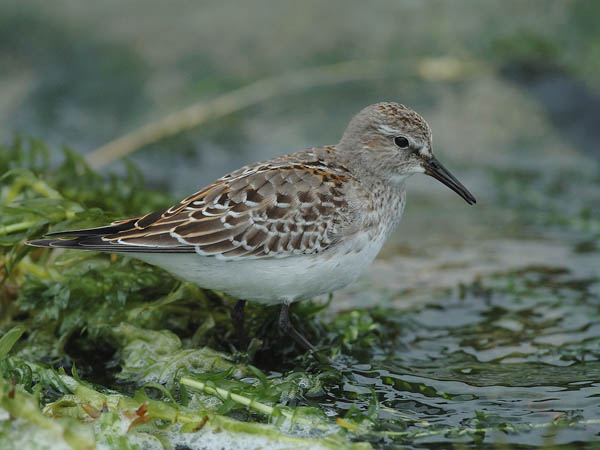 Valkoperäsirri, White-rumped Sandpiper, Calidris fuscicollis